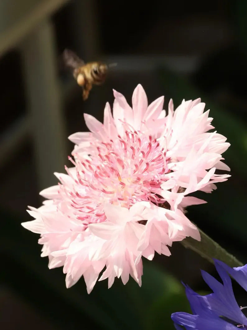 febefeea-4c34-4cf5-a6bc-7f97dea9684f