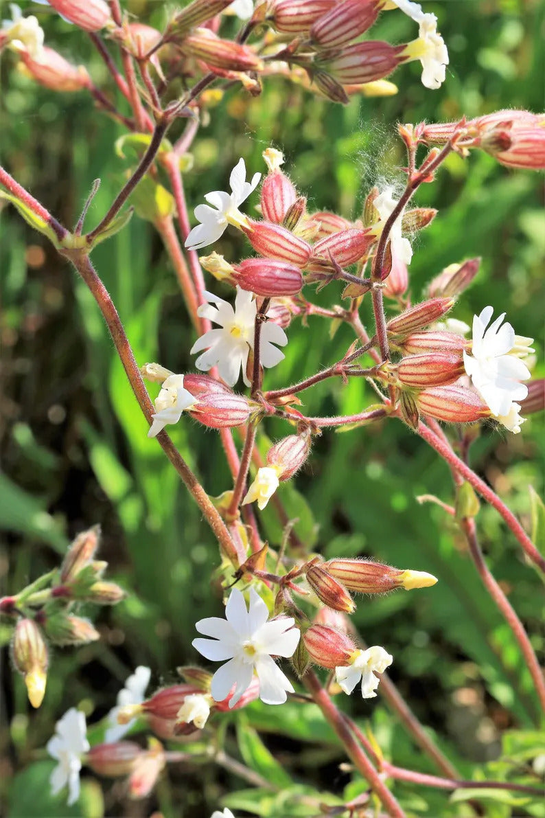 8118ac79-6ba7-4085-8659-0ed842c77e3f