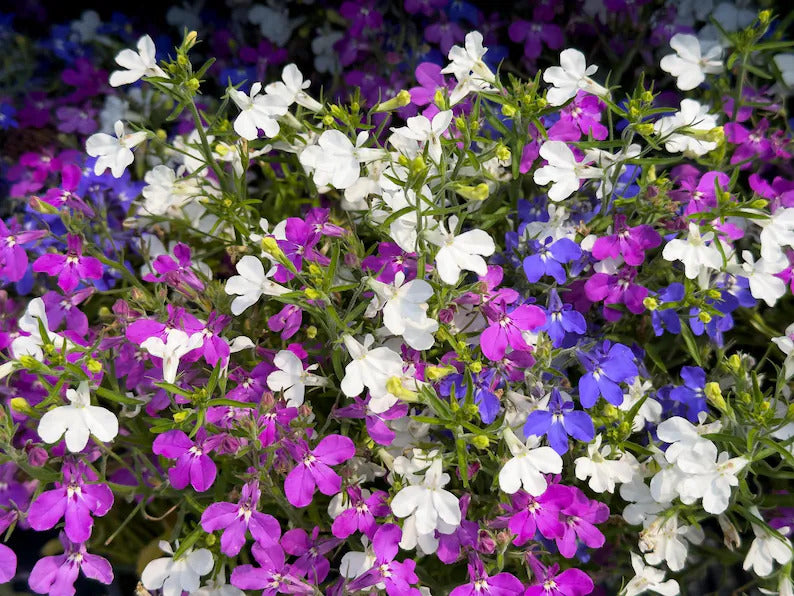 96741b53-0405-4dea-8d45-5c96089335f1