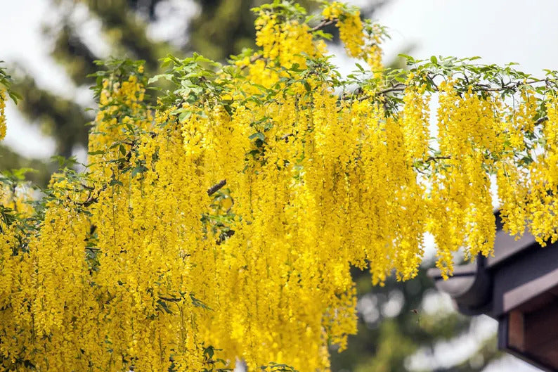 f98b1d20-ba08-41b0-bc89-29595e3fe6d5