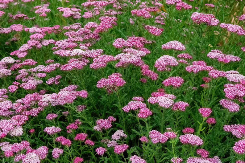 23aff482-ba44-4e6f-b63d-7d2e3d2eef82