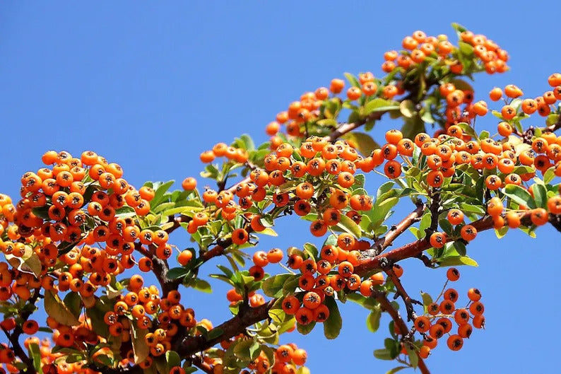 520771e0-65af-4942-931f-3a4ed84209ce