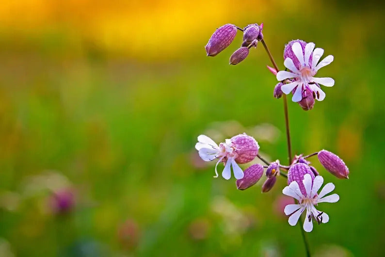 7cbb468e-0c69-4cbf-bda2-82ff4c58b3f1