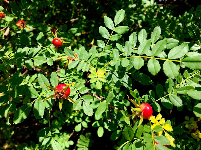 1243be79-1294-4778-b337-5c0dc6aefa1e