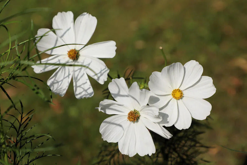 48c96bcb-8578-4632-8300-c190a1a93483