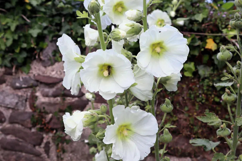 efc9b069-9444-418e-89ae-e953c6e1b953