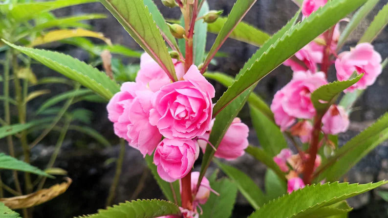 77ca00c5-5f57-4d69-94b0-ff89738d8e26