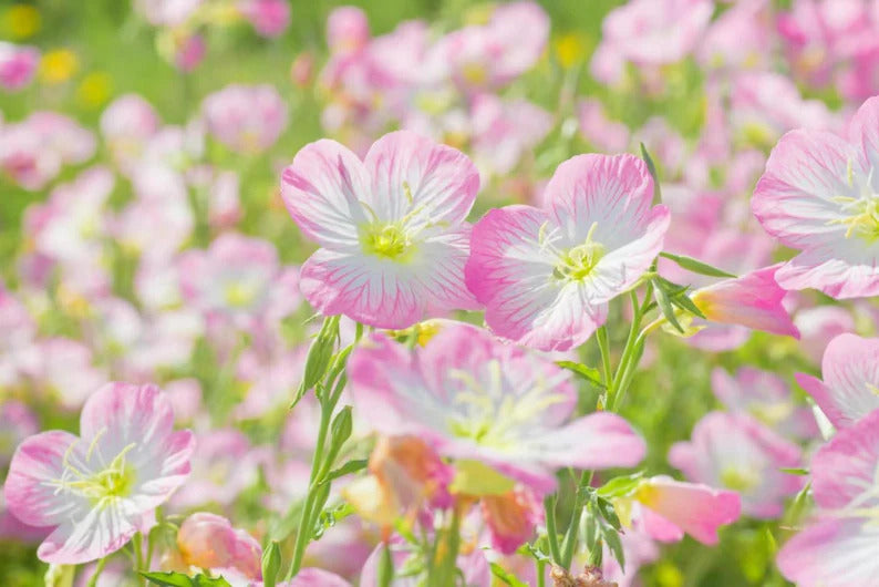 53552c0e-6b46-4b8e-bf5c-fac8c37a6152