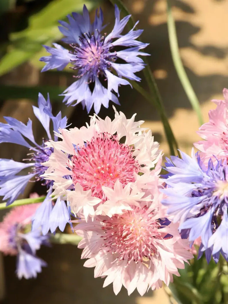 7c4477b7-6f22-40a2-9a43-498976fb009b