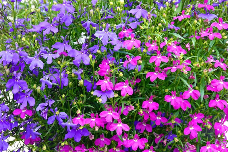 de5274c7-e87b-4bf5-a624-2b411f0e56ed