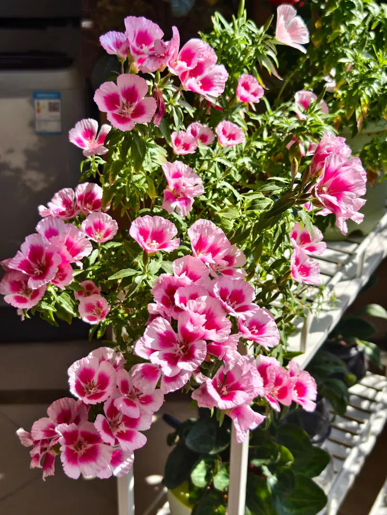 74fe01ee-a276-4447-abc4-74d715eb1ecb