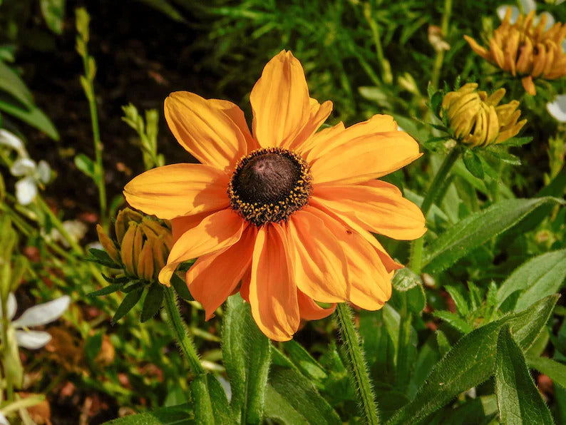 8578d055-497d-4164-9879-9a62d75890e4