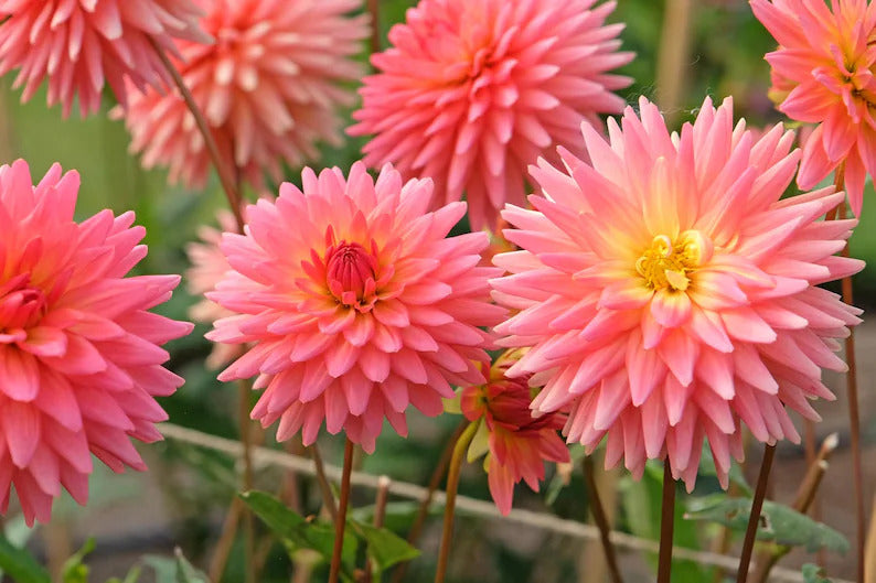 eb43bde9-c9ed-4a4e-8224-5631b4ea1426