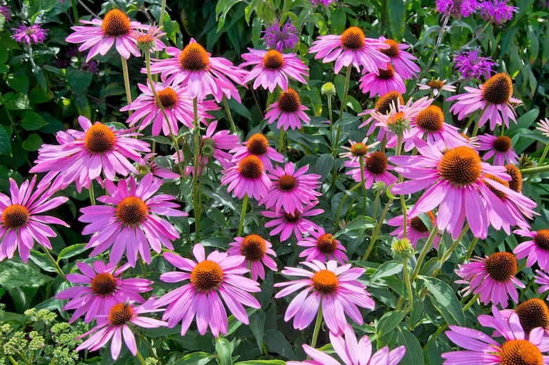 d2082c54-d029-48bc-b88c-ce68211c02d1