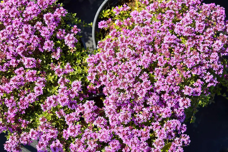 12fb57c4-8bbf-4940-80cf-6497dd3c6b02