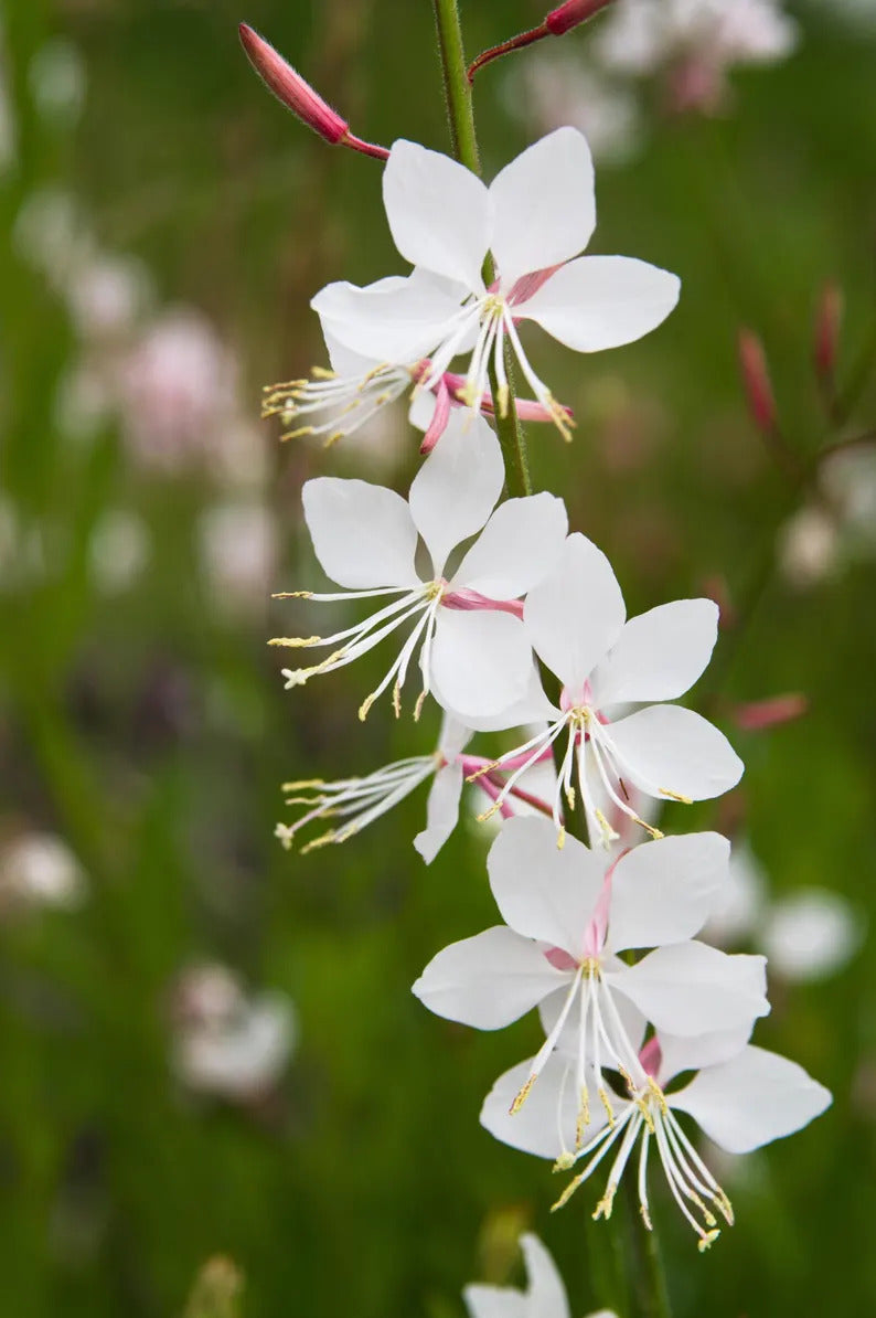 f7263403-847d-4eaa-906e-70a322eed930