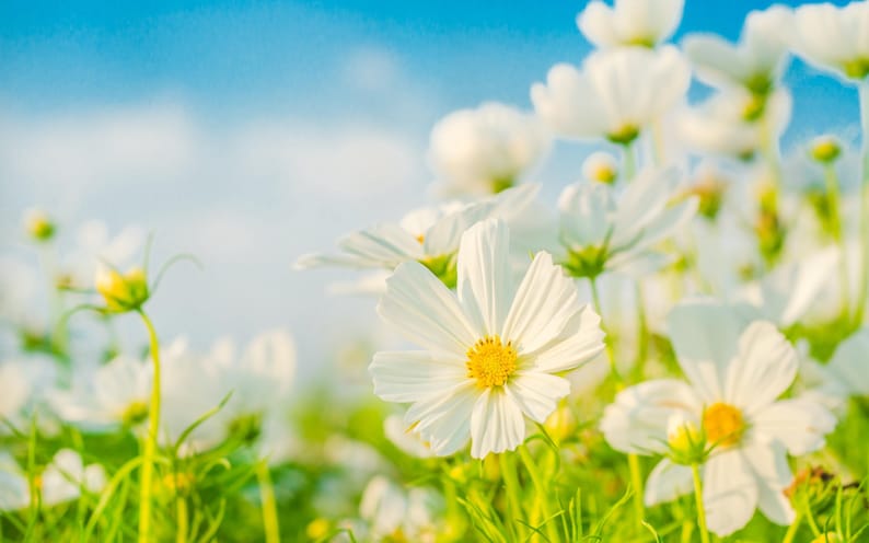 13f7df95-d106-4e2d-b6c1-9d40a88130b4