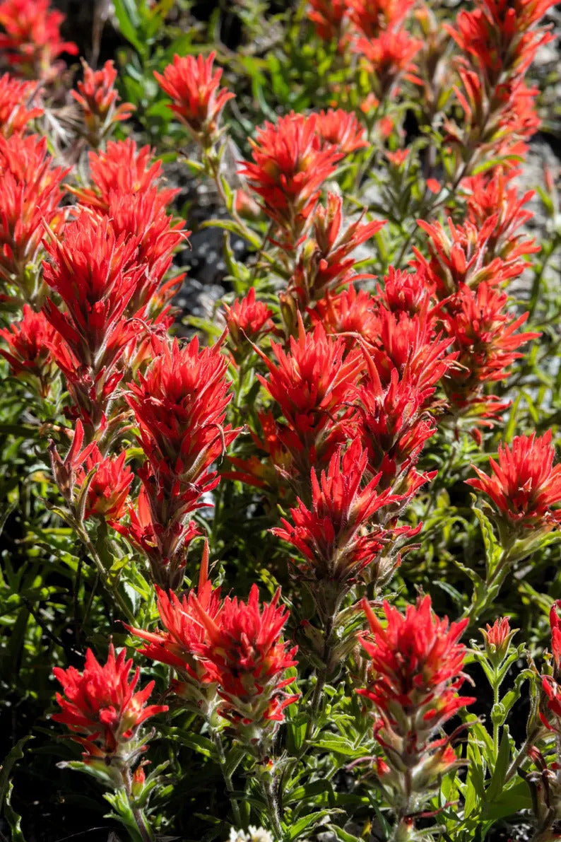 0a5a9531-79b2-4b59-a609-eb8da1cfae3d