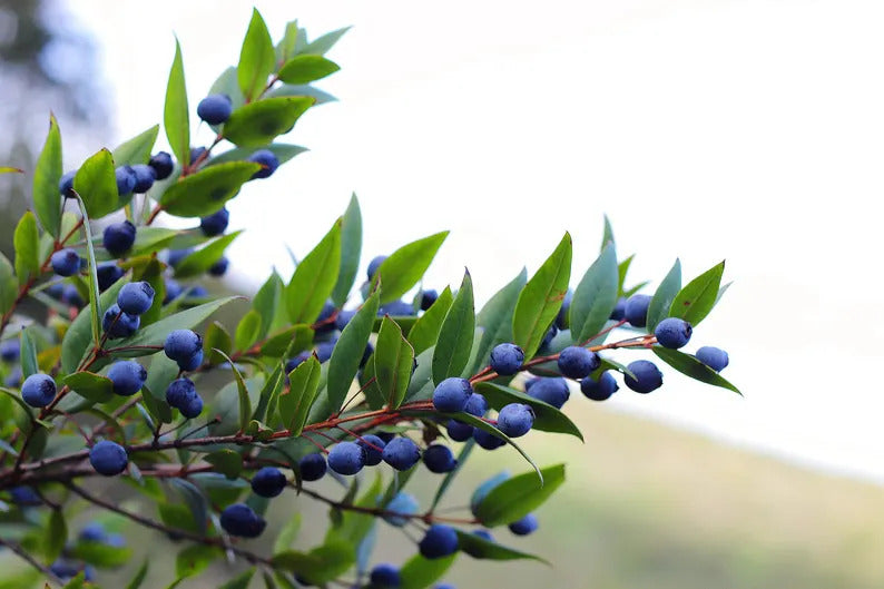 2da4c516-161f-4b8f-8b4a-397102aeebc7