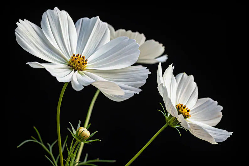 0d7eb34a-15ba-4b57-8689-6cff4367079e