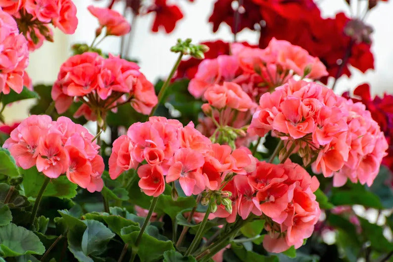 9956aef2-0747-46c0-aaad-29a8b628747a