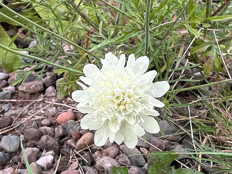 95a46653-b1f0-419c-9e9b-44e9bf791a7b