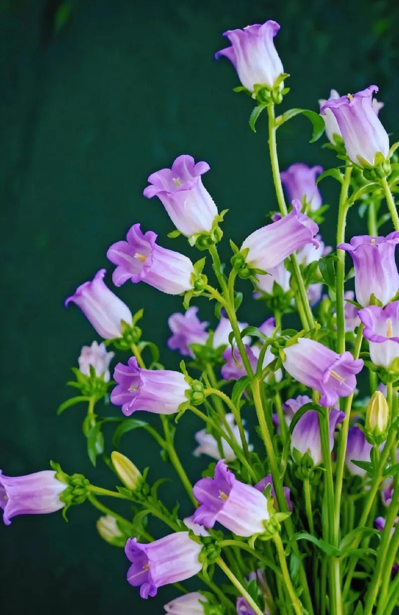 4069d081-f350-4476-a528-2c437b8ba285