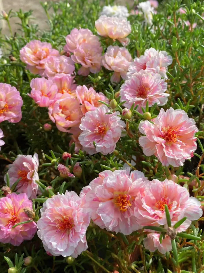 05f05c59-6dd6-480f-b3ba-82521300f56d