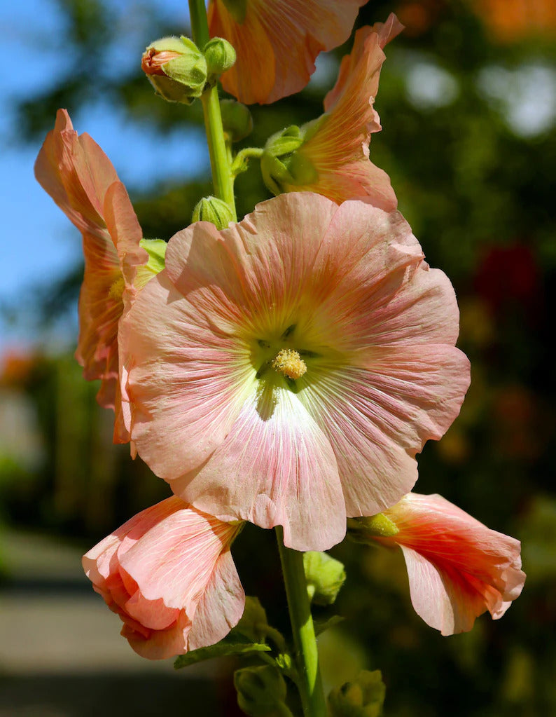 1cd68782-ffd2-440d-9dd7-4e15adddc54f