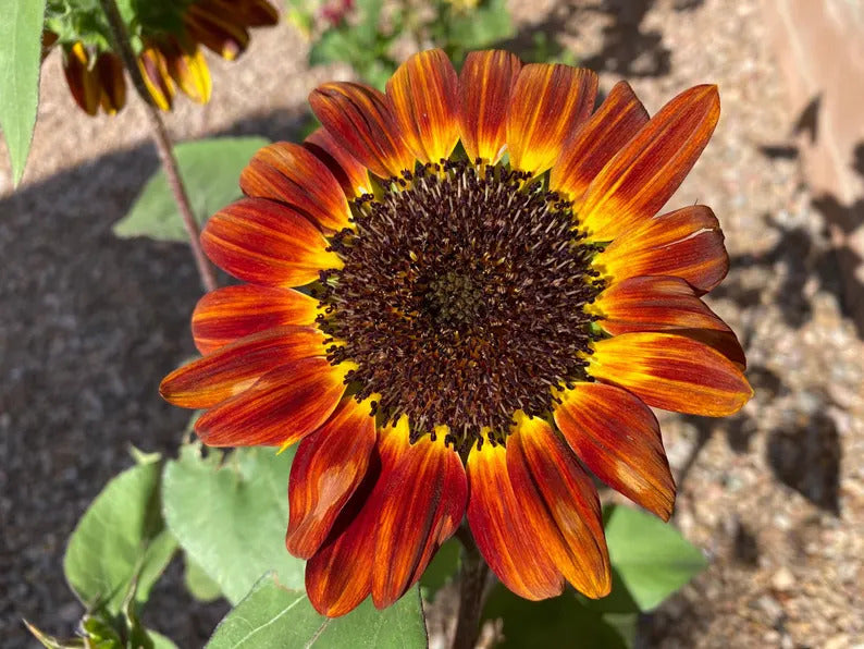 03879363-bce1-4ddf-8abb-eda5f6384577