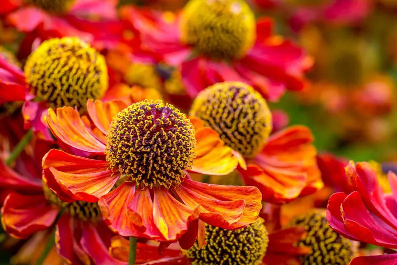 c316b2c4-db9a-4743-ab93-3ea1dde914e6