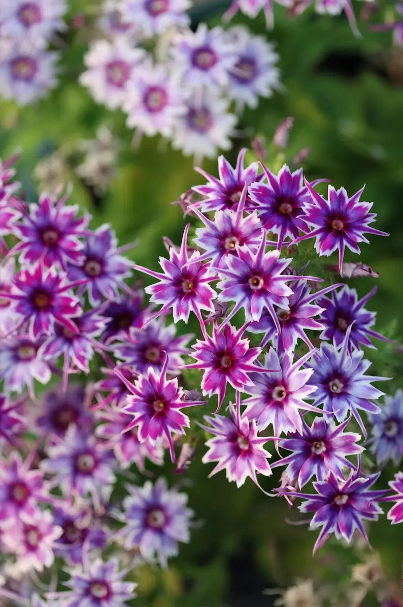 3ae7ee38-faff-4d20-927c-97ee76847d8a