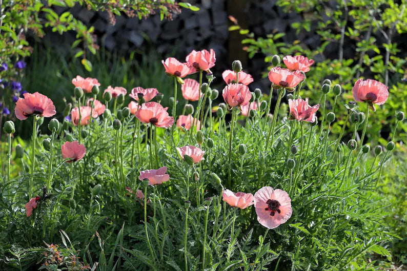 1090f65f-2abe-4e8f-90cc-b5fbfc30faa1