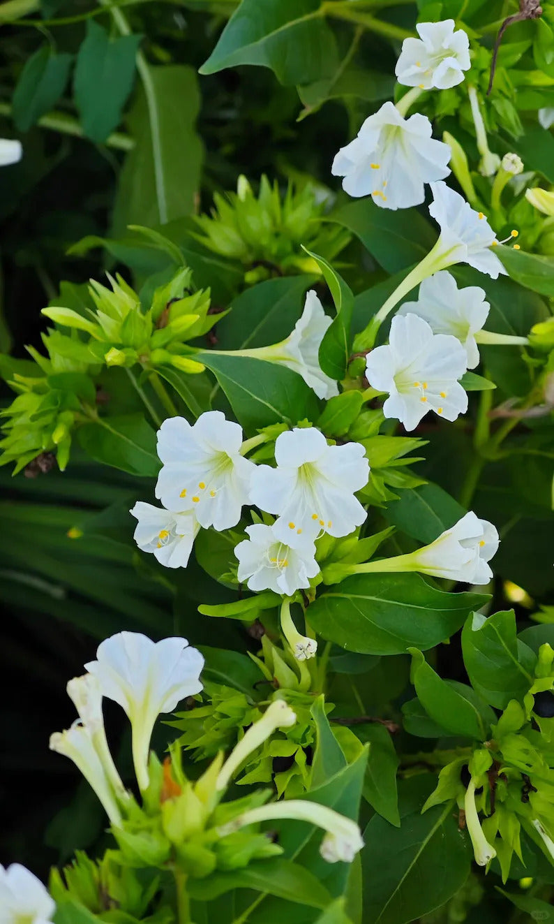 86cbd90d-7054-496b-9a45-3d5c42b9d690