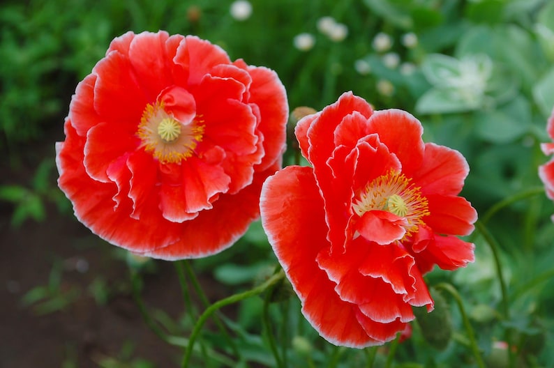 8cea1542-068d-4a80-957b-6acbf751dd45