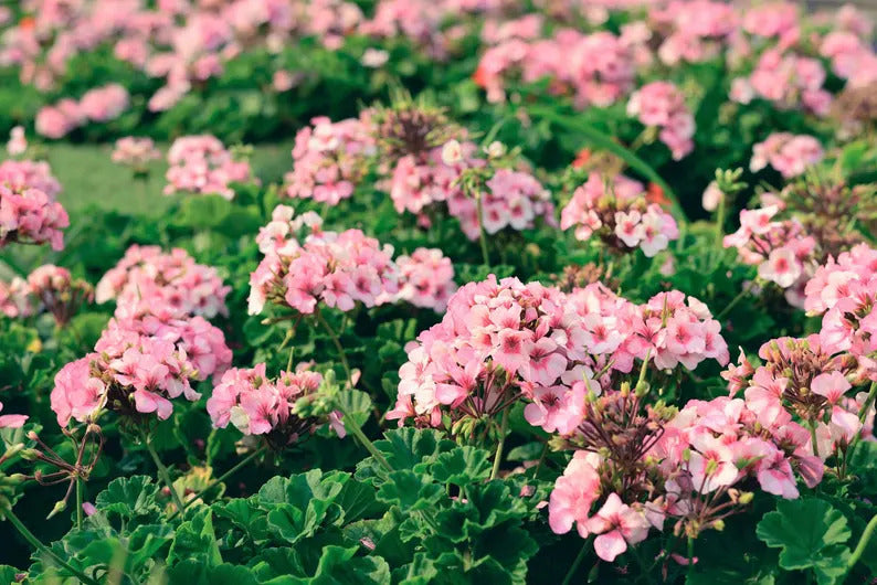 19e7a849-b6c6-411d-94f2-140c2a8260e3