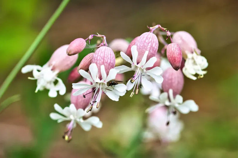 c17187b7-28a4-4d0a-987f-5c307bf45603