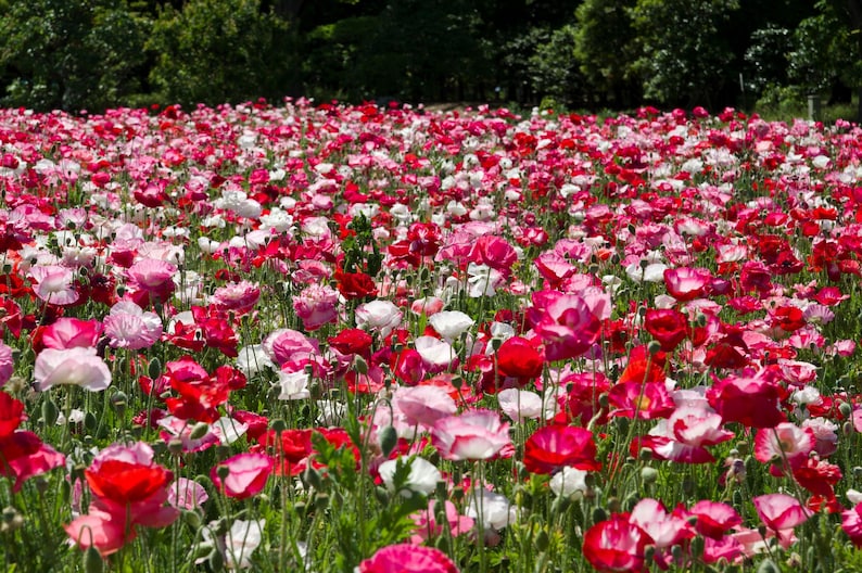 654190ec-474a-4103-813b-e3bfd2737907