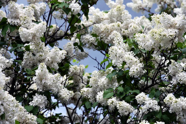 9016dd31-b321-46f7-88f3-3898b005e74a