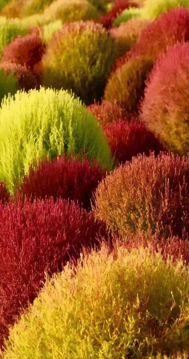 e37011d2-9c05-41e8-931d-921348e745aa