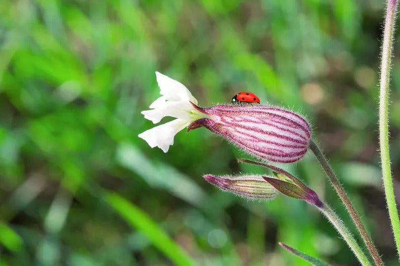 414222f8-23f5-49f2-a0c8-b166701e383e