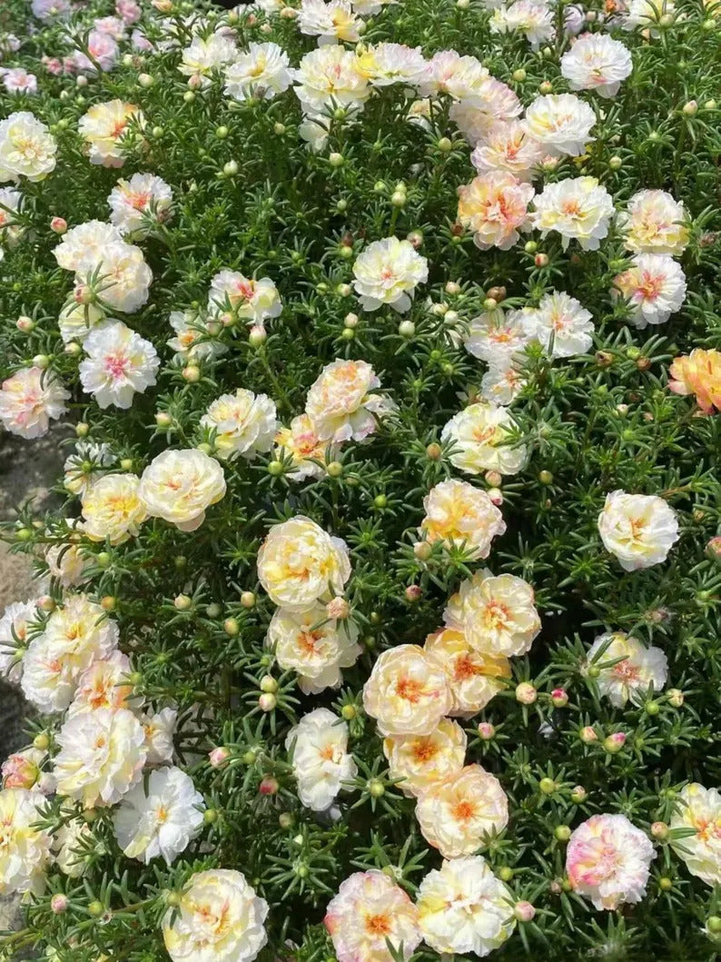 c4bb6ac6-fb97-40cc-a557-91b3eebdbdf2