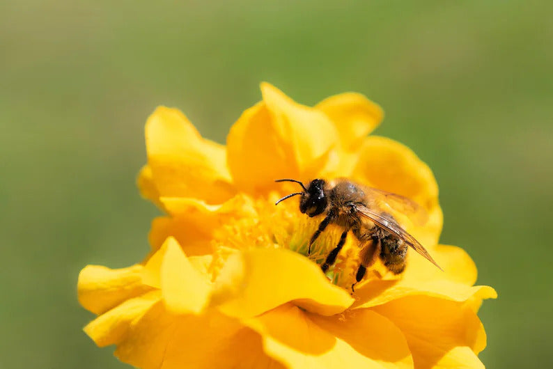 e5ada398-f2f8-4522-95c4-3d75df81d2ef