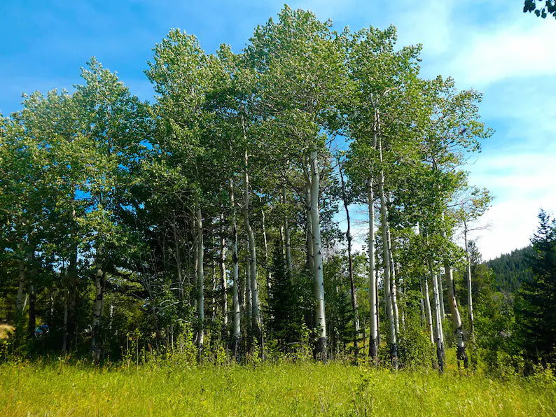 35ba30fe-7c6b-4dd0-8f7f-0edd15321938