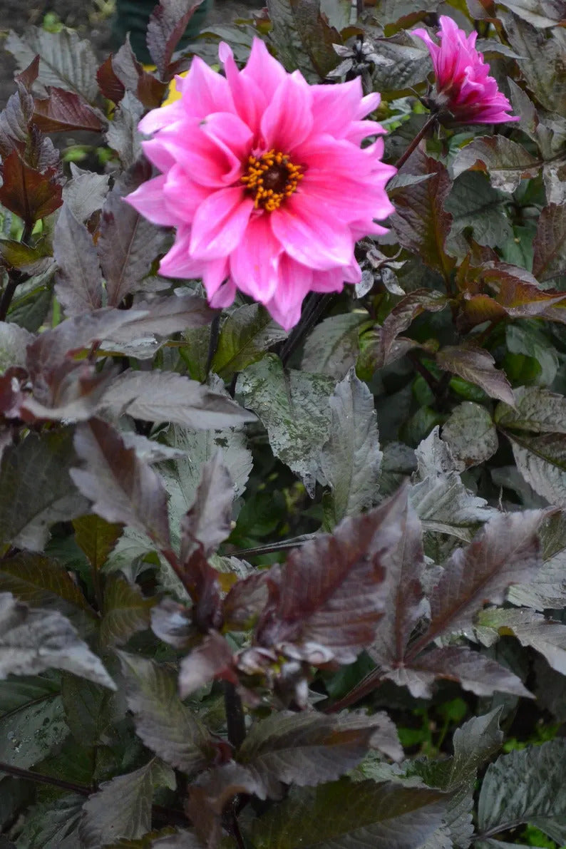 6bd01f24-5f2e-46d5-851e-5351623dd3f1