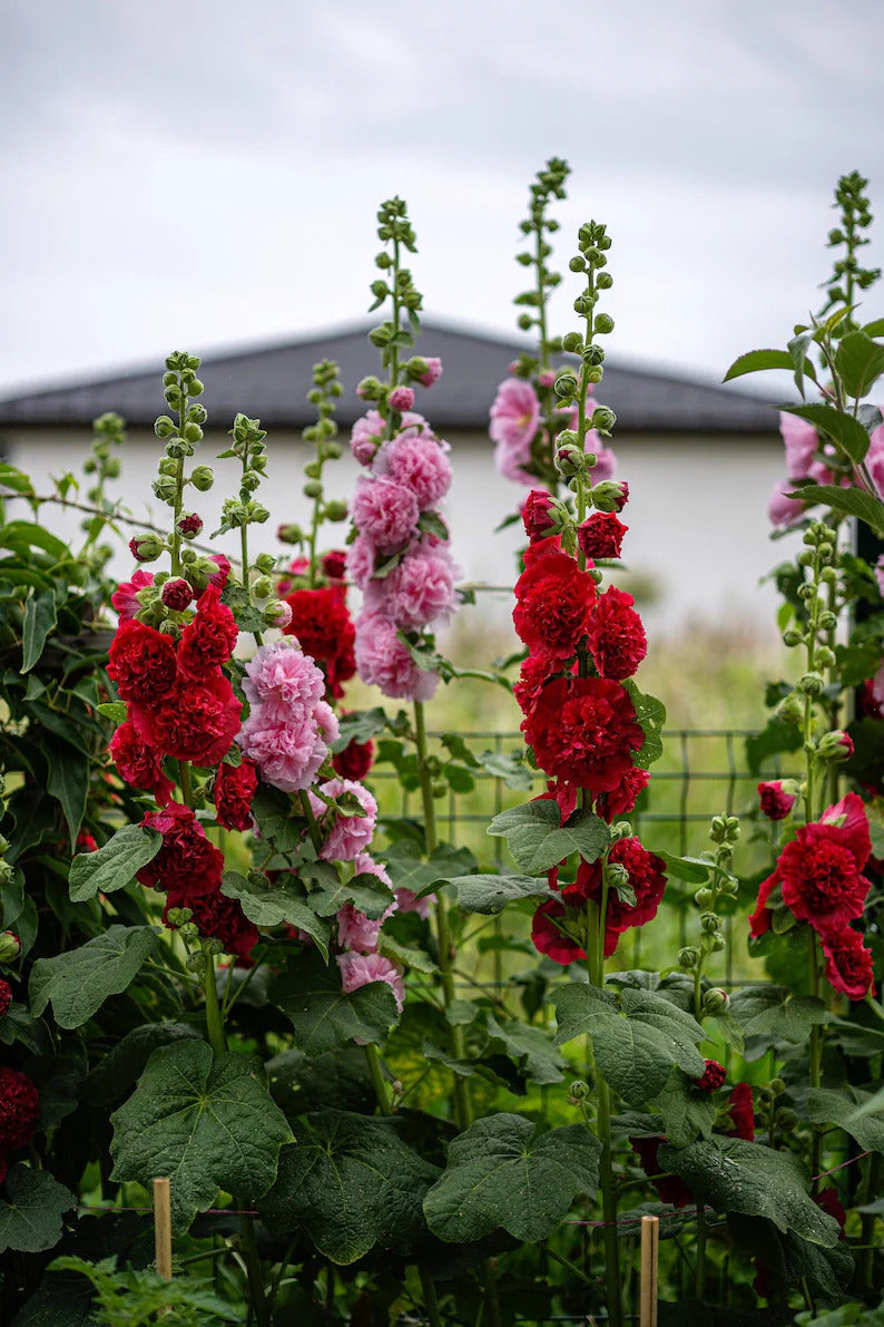 8f625635-4ce2-481d-a7ab-589508a9de71