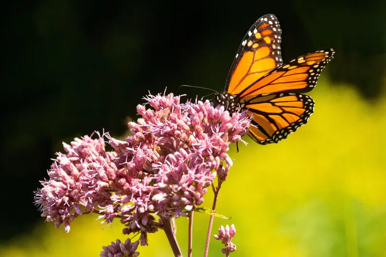 2cddc1bc-1e83-42f6-9523-2dae5a203b90