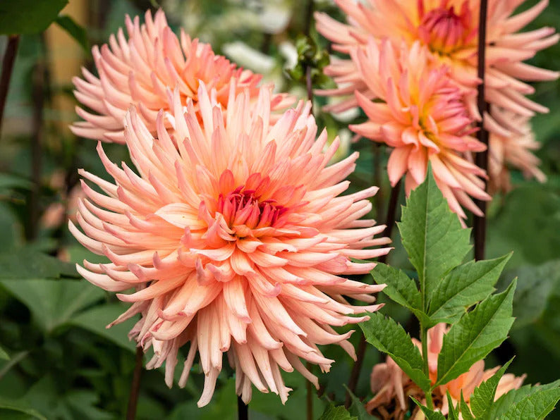 1379e3ab-8d22-4997-a1ef-d1682cc77bdc