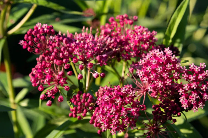 19faaec9-5876-4252-a0c8-1efa35f54ada