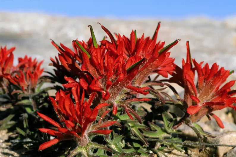 27556dd6-705e-41ef-b2f0-d1845b4b3c8c